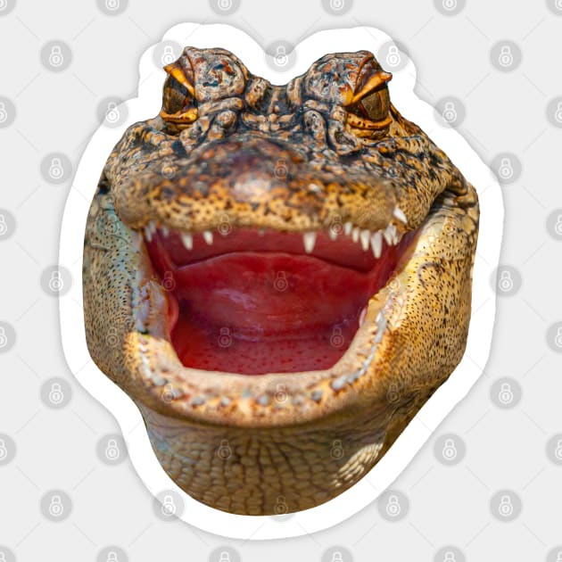 Gator face Sticker by dalyndigaital2@gmail.com